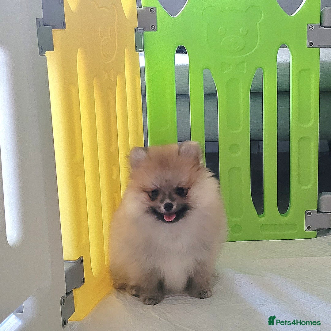 Pomeranian dogs for sale: 🔥XXXS🔥Pomeranian puppies🔥KC reg🔥for sale🔥 - Image 5
