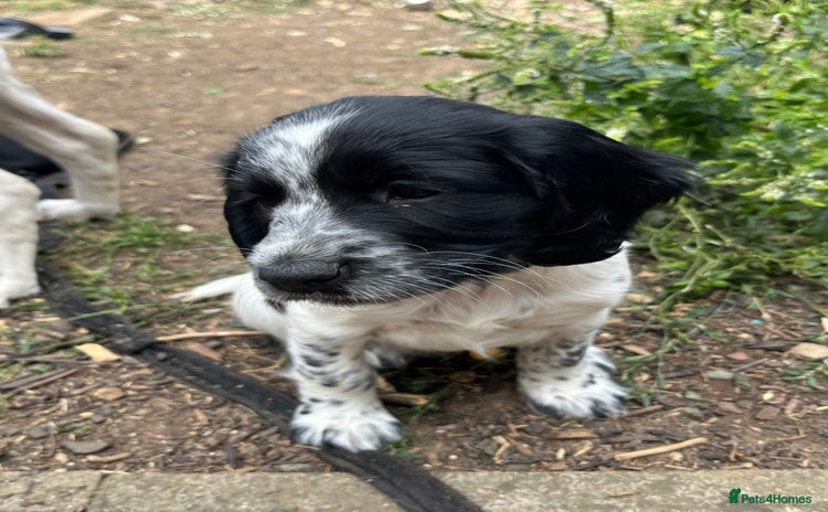 Sprocker dogs - Advert 1