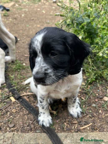 Sprocker dogs - Advert 3