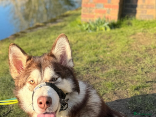Mixed Breed dogs Alaskan malamute x German shepherd puppies - Advert 1