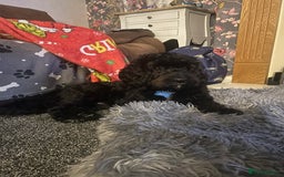 Cavapoo dogs for stud: Smudge - Image 3