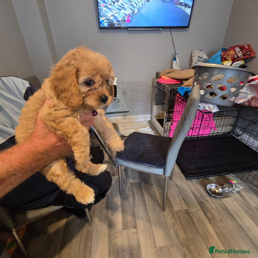 Cavapoo dogs for sale: TWO LITTLE FUR BABIES LEFT  - Image 26