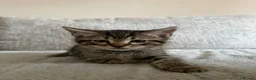 Ragdoll cats for sale: X5 Beautiful Ragdoll X kittens for sale  - Advert 8