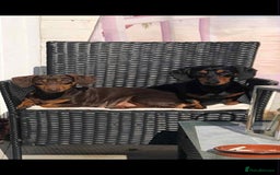 Dachshund dogs for sale: Dachshund Puppies for sale  - Image 17