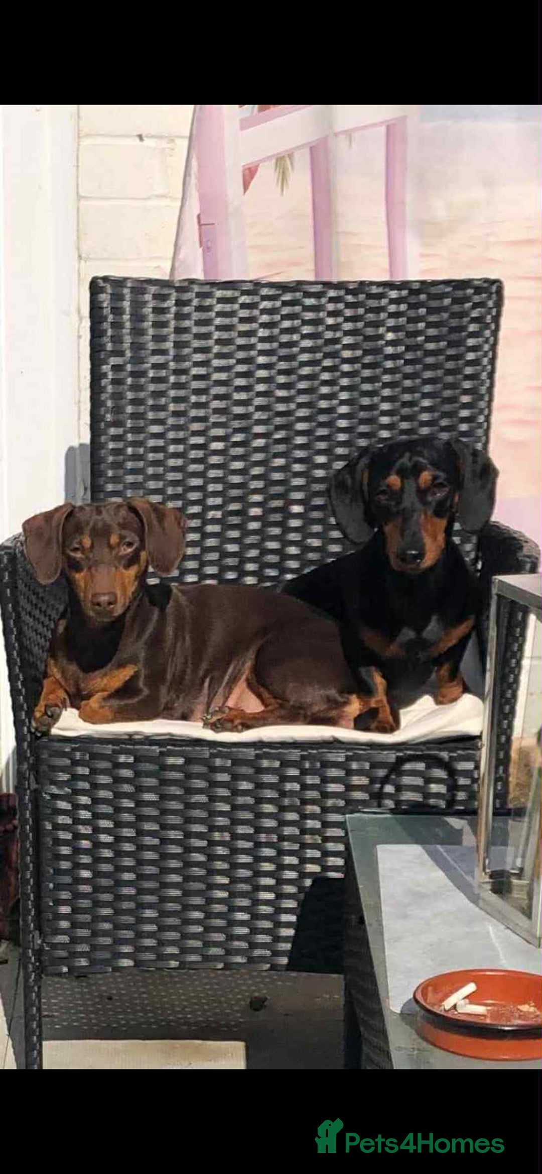 Dachshund dogs for sale: Dachshund Puppies for sale  - Image 17