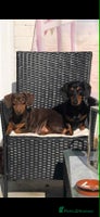 Dachshund dogs - Advert 9