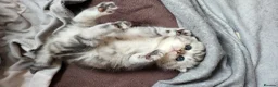 British Shorthair cats for sale: Amazing Scottish fold girls - Advert 10