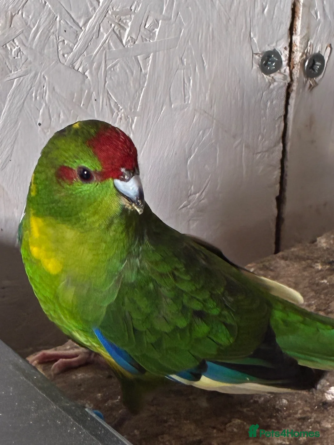 Parakeets birds for sale: Kakarikis for sale  - Advert 1