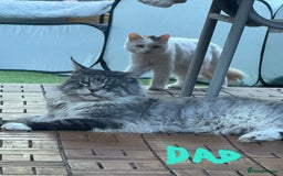 Mixed Breed cats for sale: Sweet Maine Coon mix for sale - Image 18