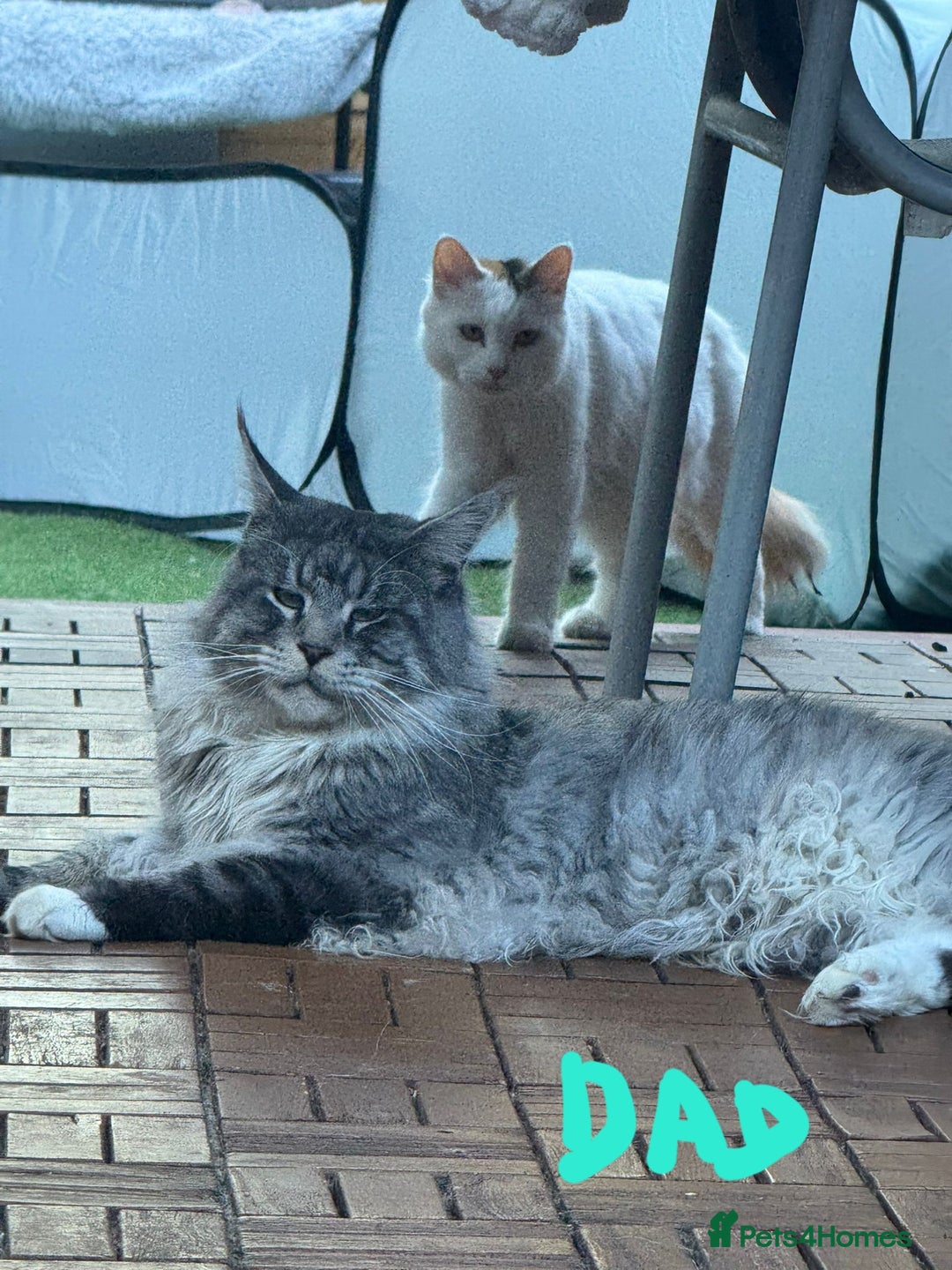 Mixed Breed cats for sale: Sweet Maine Coon mix for sale - Image 18