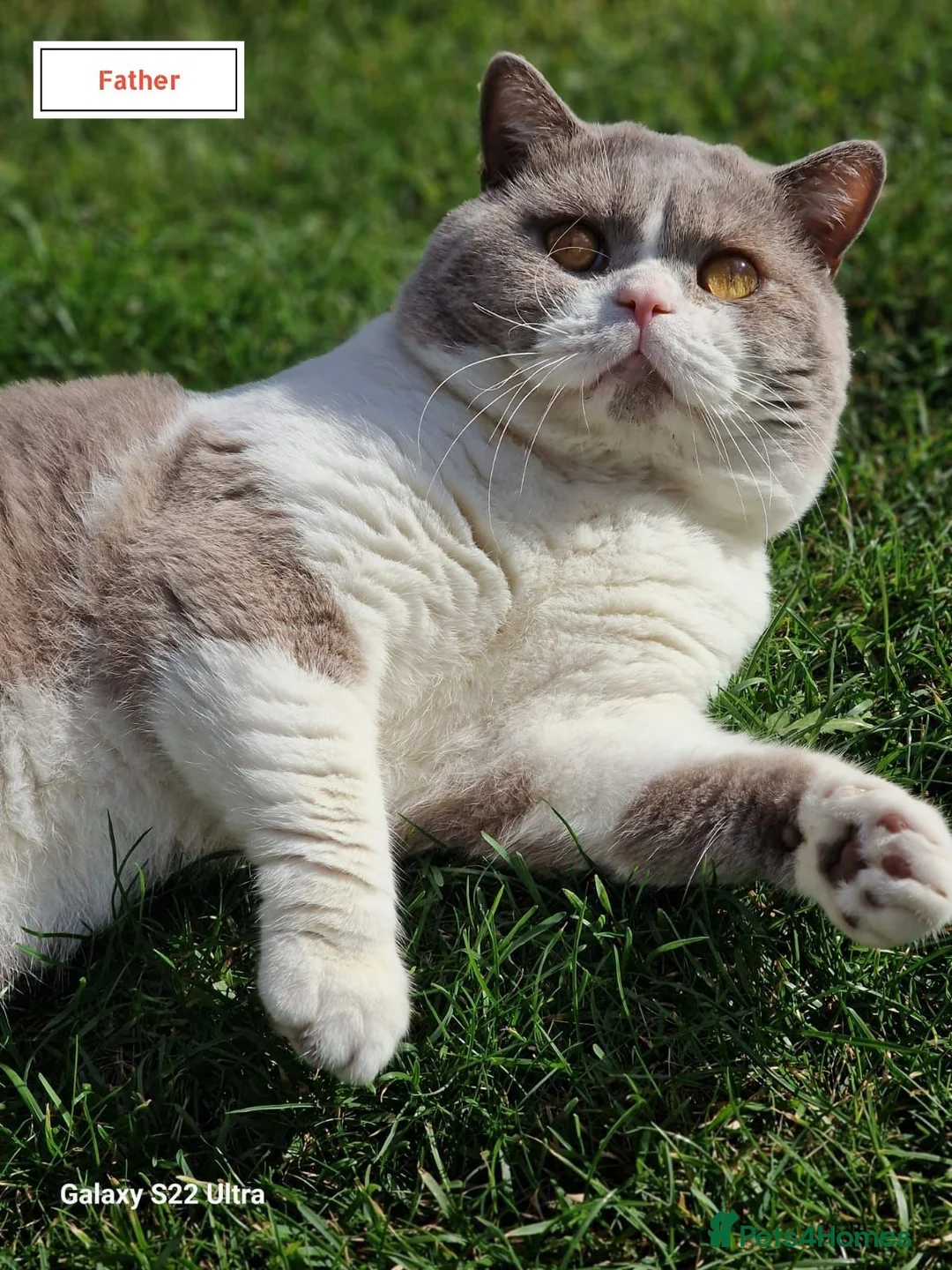 British Shorthair cats for sale: British Shorthair Kittens - Advert 13