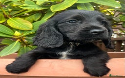 Cocker Spaniel dogs for sale: Working cocker spaniels  - Image 7