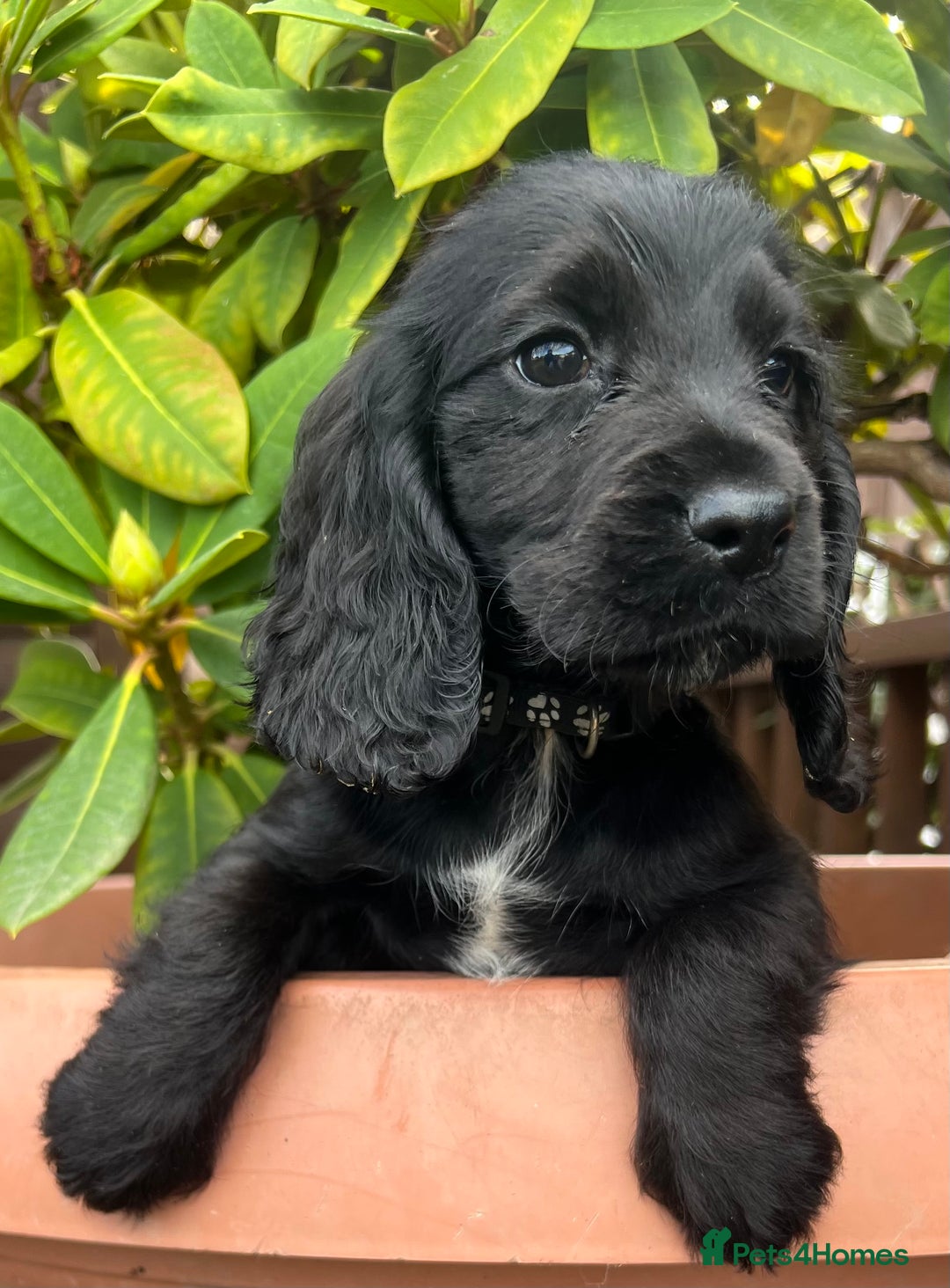 Cocker Spaniel dogs for sale: Working cocker spaniels  - Image 7