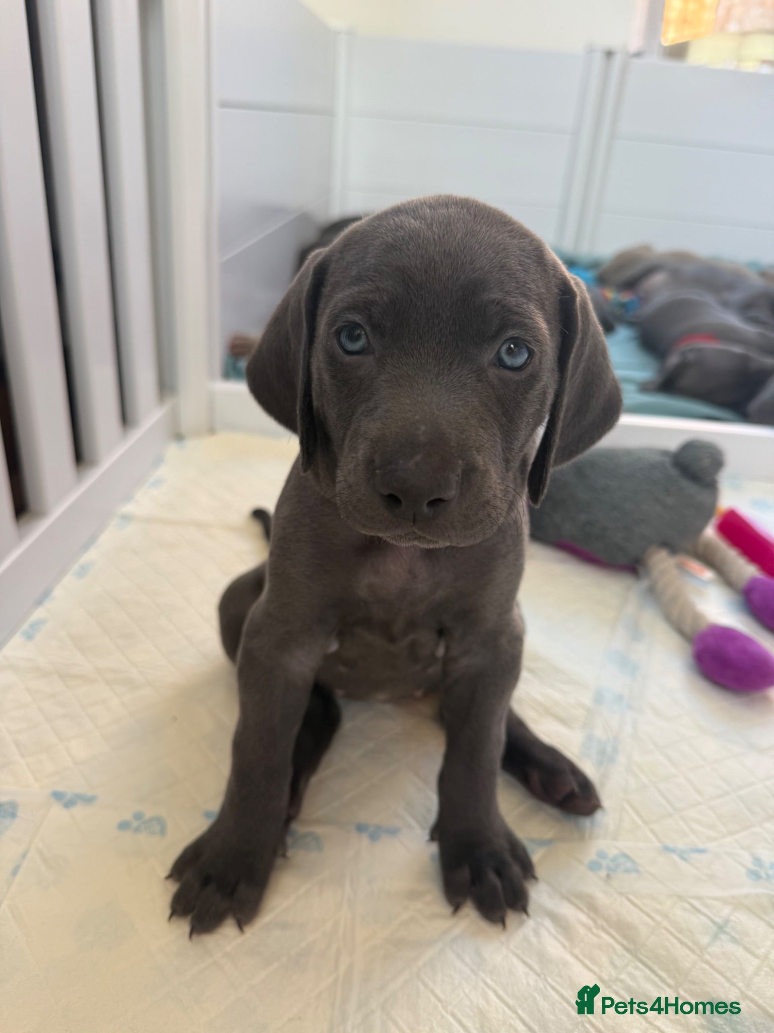 Weimaraner dogs KC Reg Weimaraner Puppies Silver & Blue - Advert 2