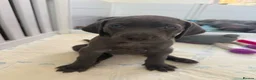 Weimaraner dogs for sale: KC Reg Weimaraner Puppies Silver & Blue - Advert 21