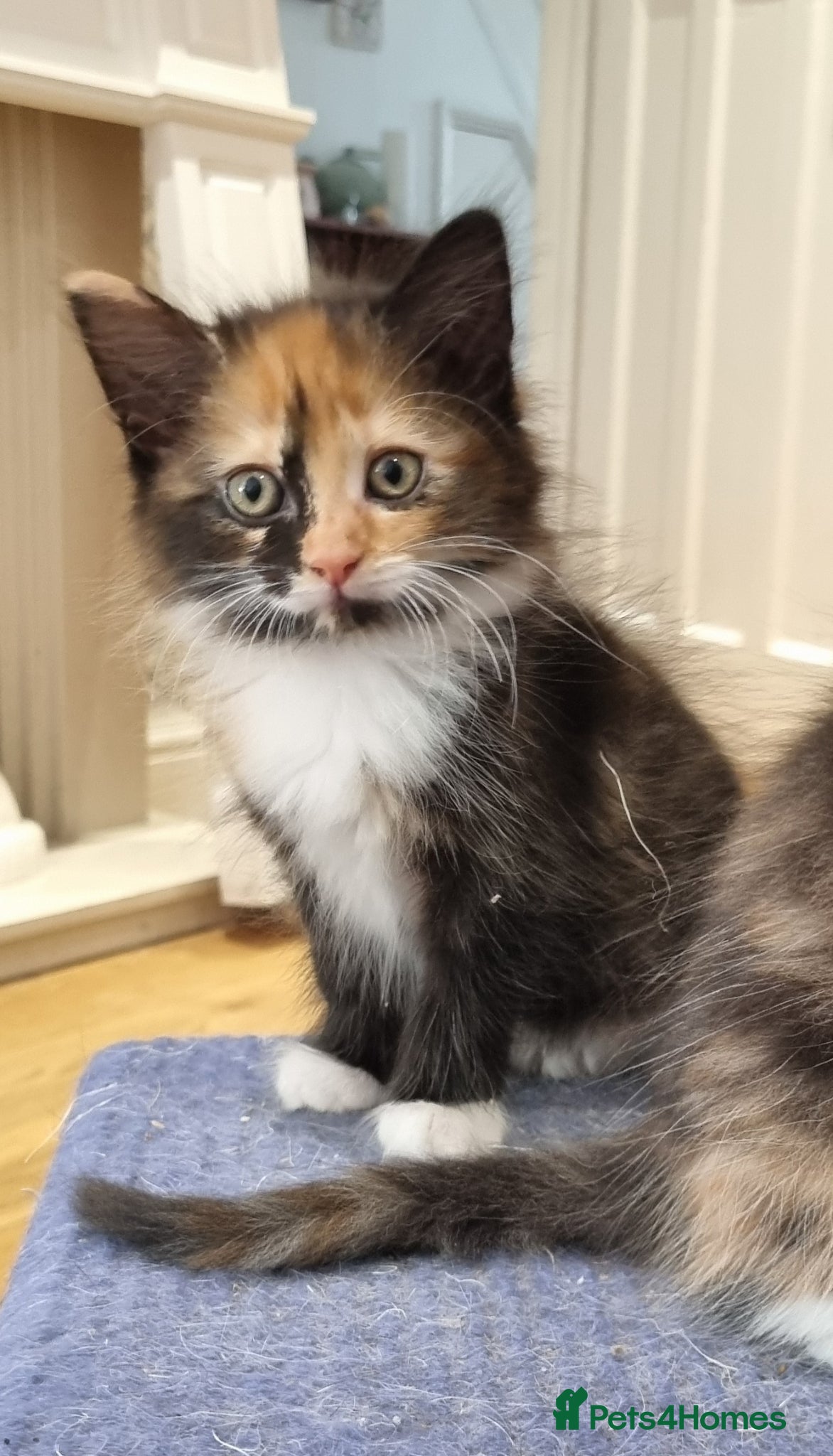Domestic Shorthair cats Perfect Little Girl Calico Kitten for Sale - Advert 12
