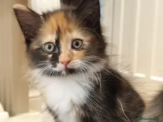 Domestic Shorthair cats Perfect Little Girl Calico Kitten for Sale - Advert 12