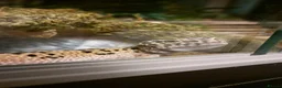 Leopard Gecko reptiles for sale: Little leopard gecko looking for a loving home in Sunderland - Advert 3