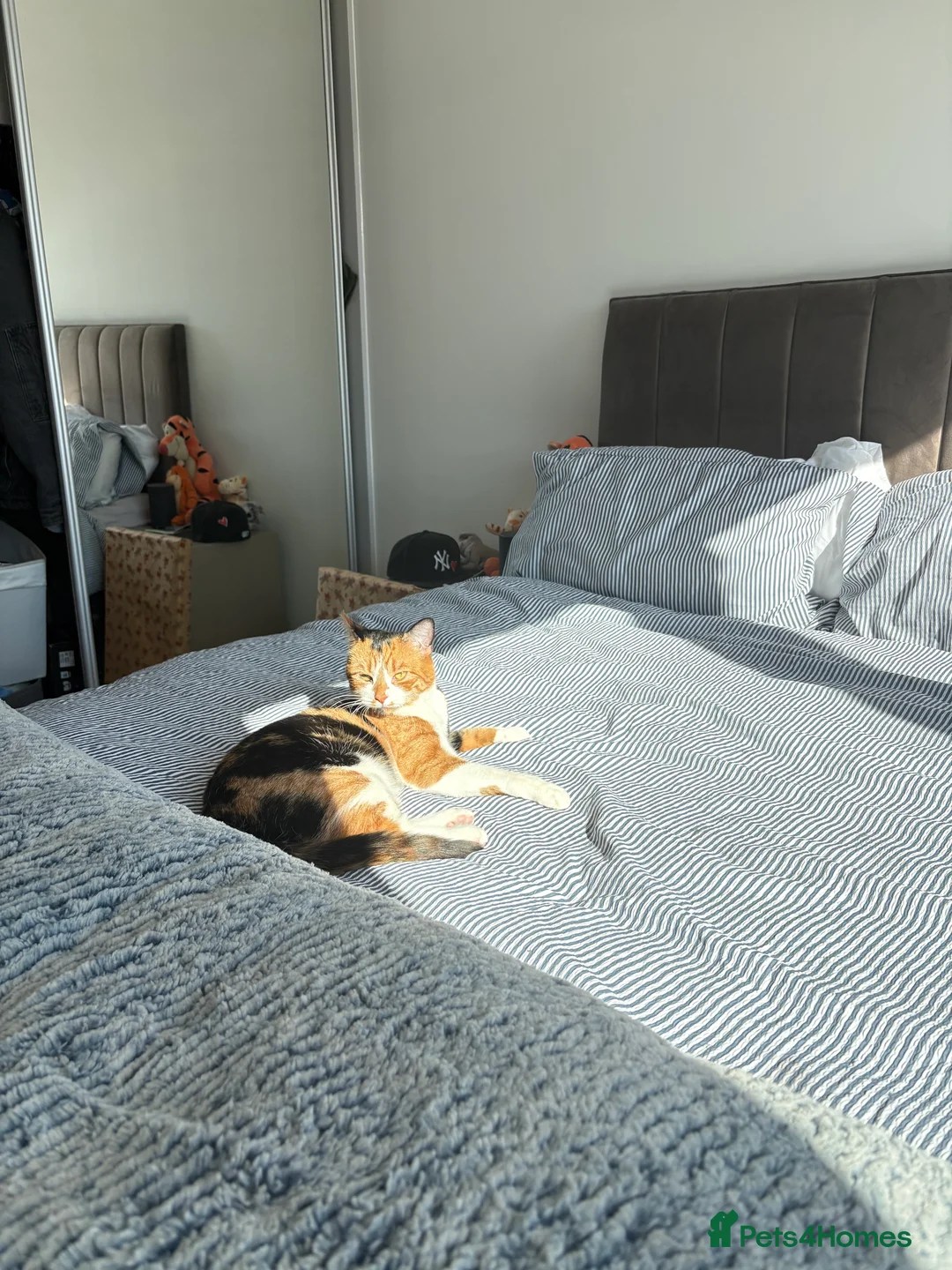 Mixed Breed cats for sale: Mochi Kimchi & Miso - Advert 31