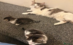 Turkish Van cats for sale: Cat mix beauty  - Image 3