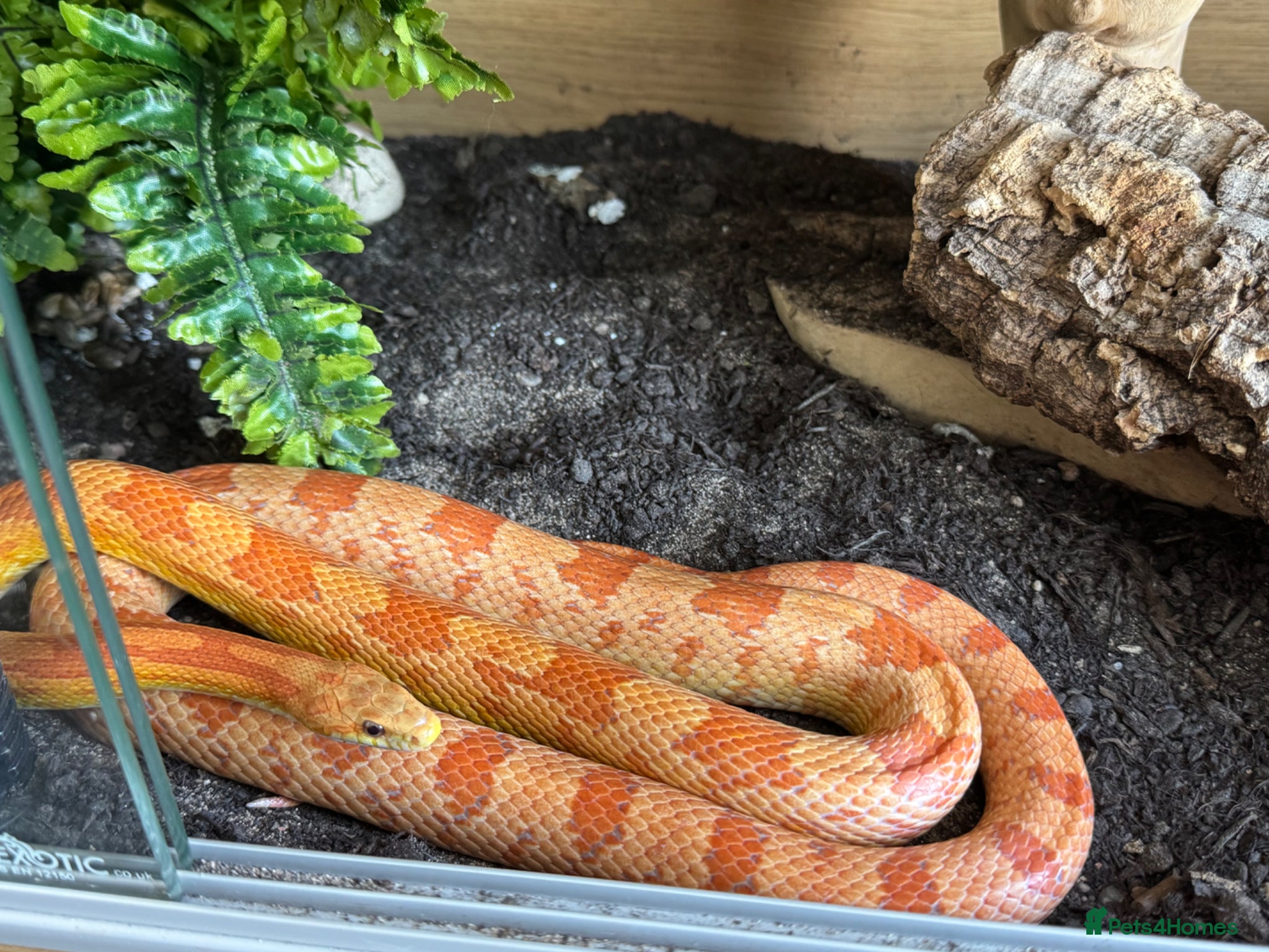Corn Snake reptiles Corn snake and complete set up  - Advert 1