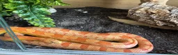 Corn Snake reptiles for sale: Corn snake and complete set up  - Advert 1