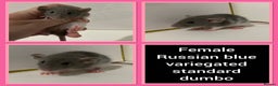 Rat rodents for sale: Adorable Dumbo Baby Rats ❤️ - Advert 16