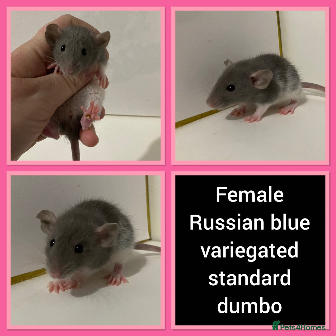 Rat rodents for sale: Adorable Dumbo Baby Rats ❤️ - Image 16