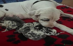 Great Dane dogs for sale: Purebred Great Dane Puppies – European Bloodline  - Image 18