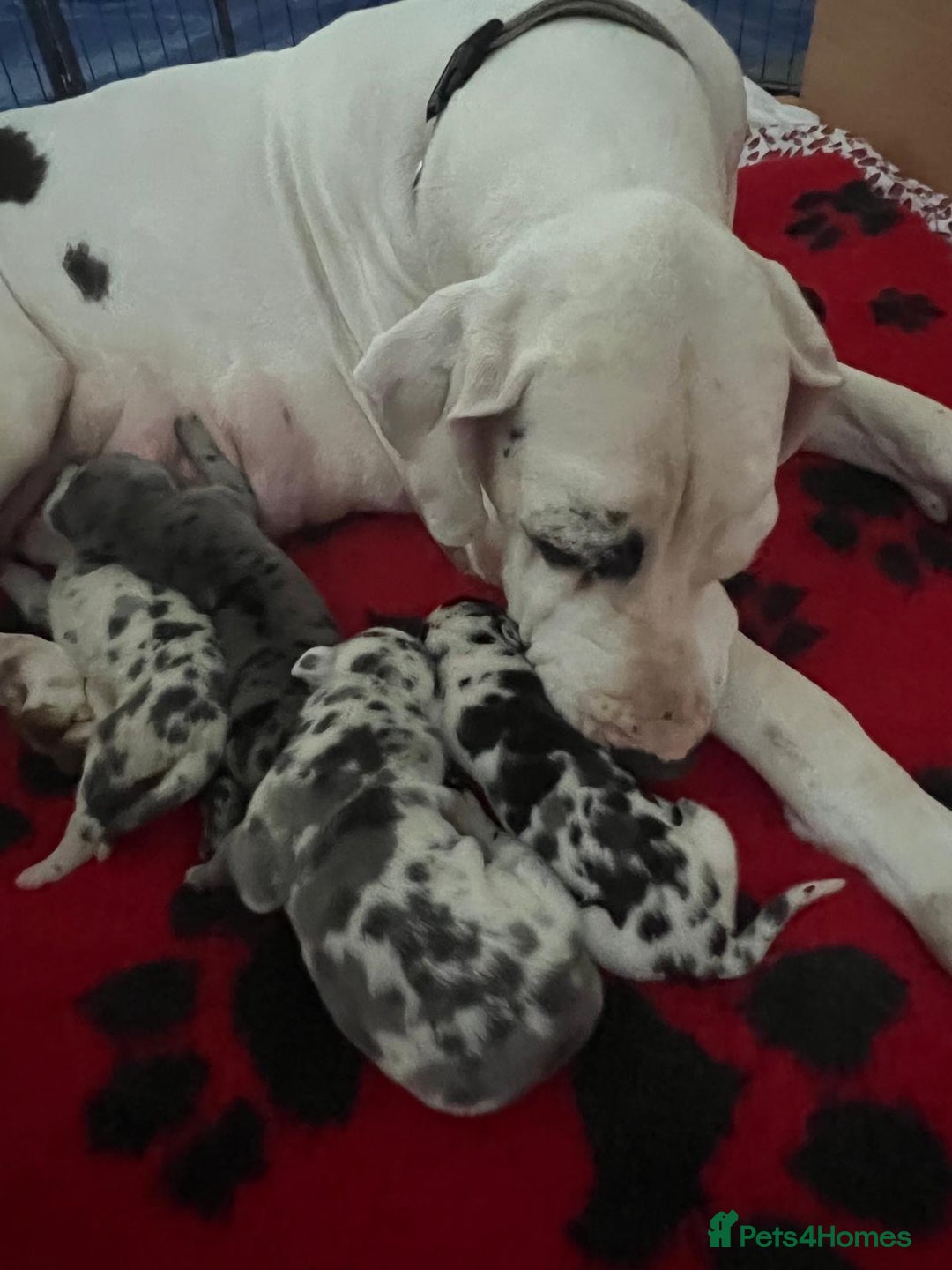 Great Dane dogs for sale: Purebred Great Dane Puppies – European Bloodline  - Image 18