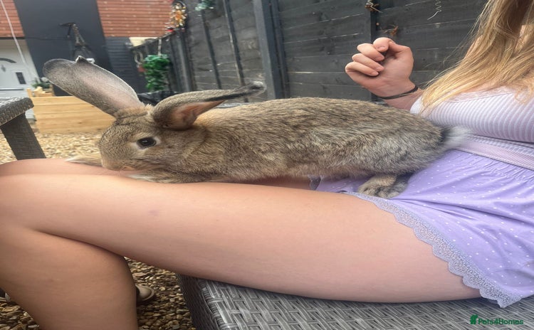 Continental Giant rabbits - Advert 2