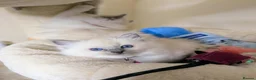 Ragdoll cats for sale: 🏆Tica Registered kittens from EU champion lines🏅 - Advert 19