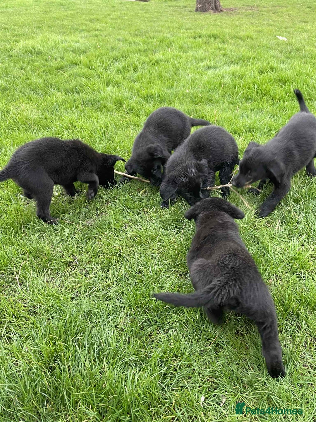 Borador dogs for sale: Vaccinated Fantastic Lab x Border Collie - Advert 14