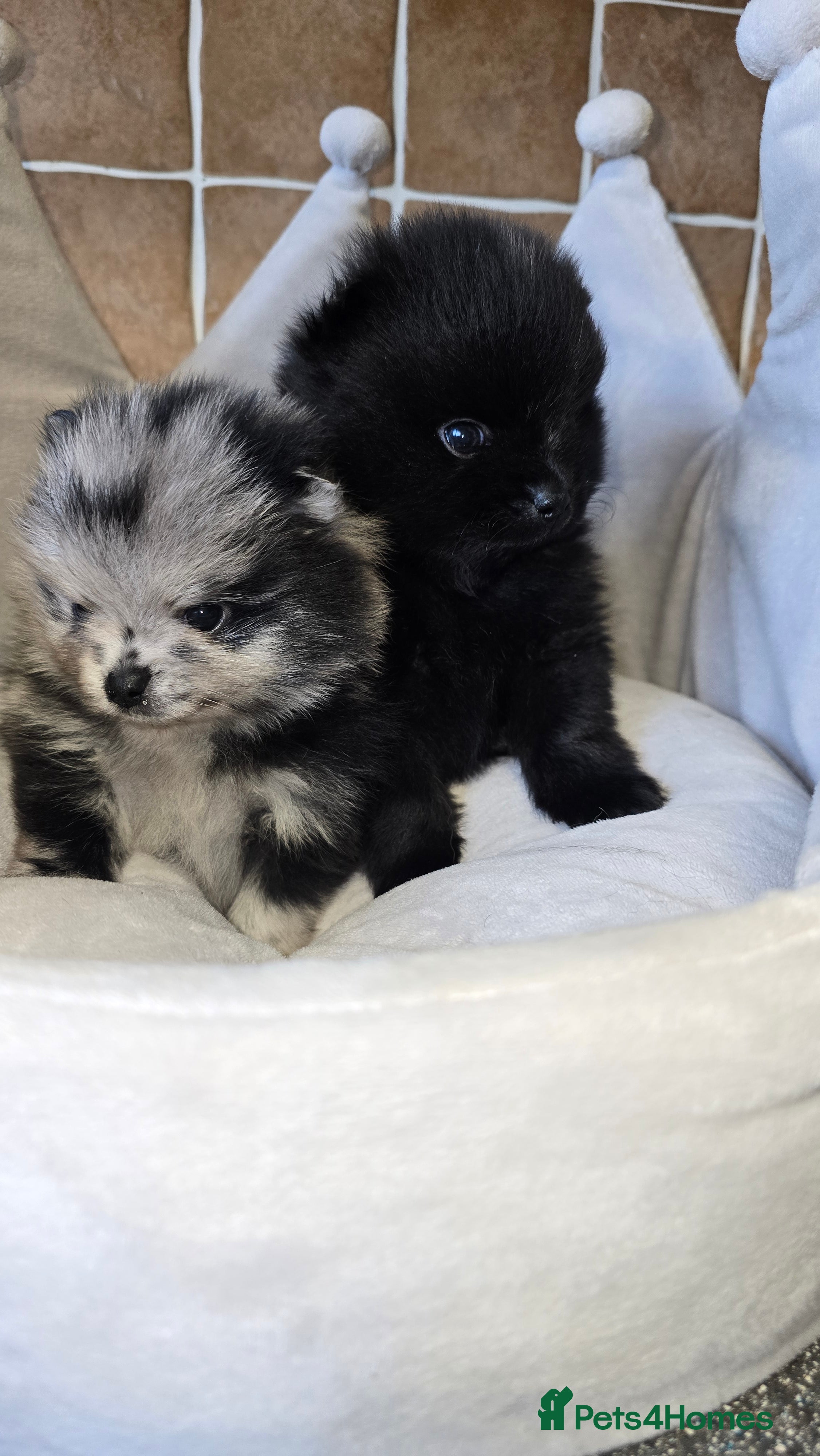 Pomeranian dogs Stunning KC Teddy Bear Pomeranian Puppies 5w Old  - Advert 1