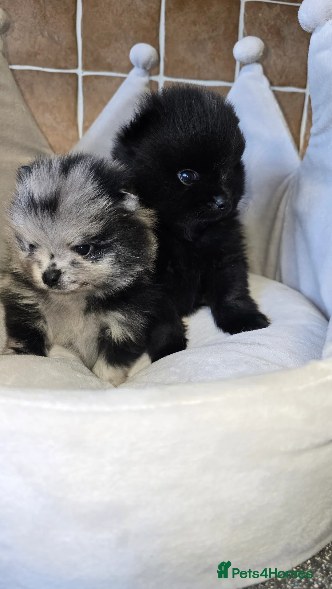 Pomeranian dogs for sale: Stunning  Teddy Bear Pomeranian   - Advert 1