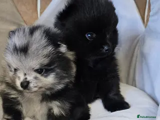 Pomeranian dogs for sale: Stunning Teddy Bear Pomeranian - Advert 2