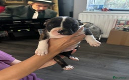Mixed Breed dogs for sale: French bulldog x - Image 10