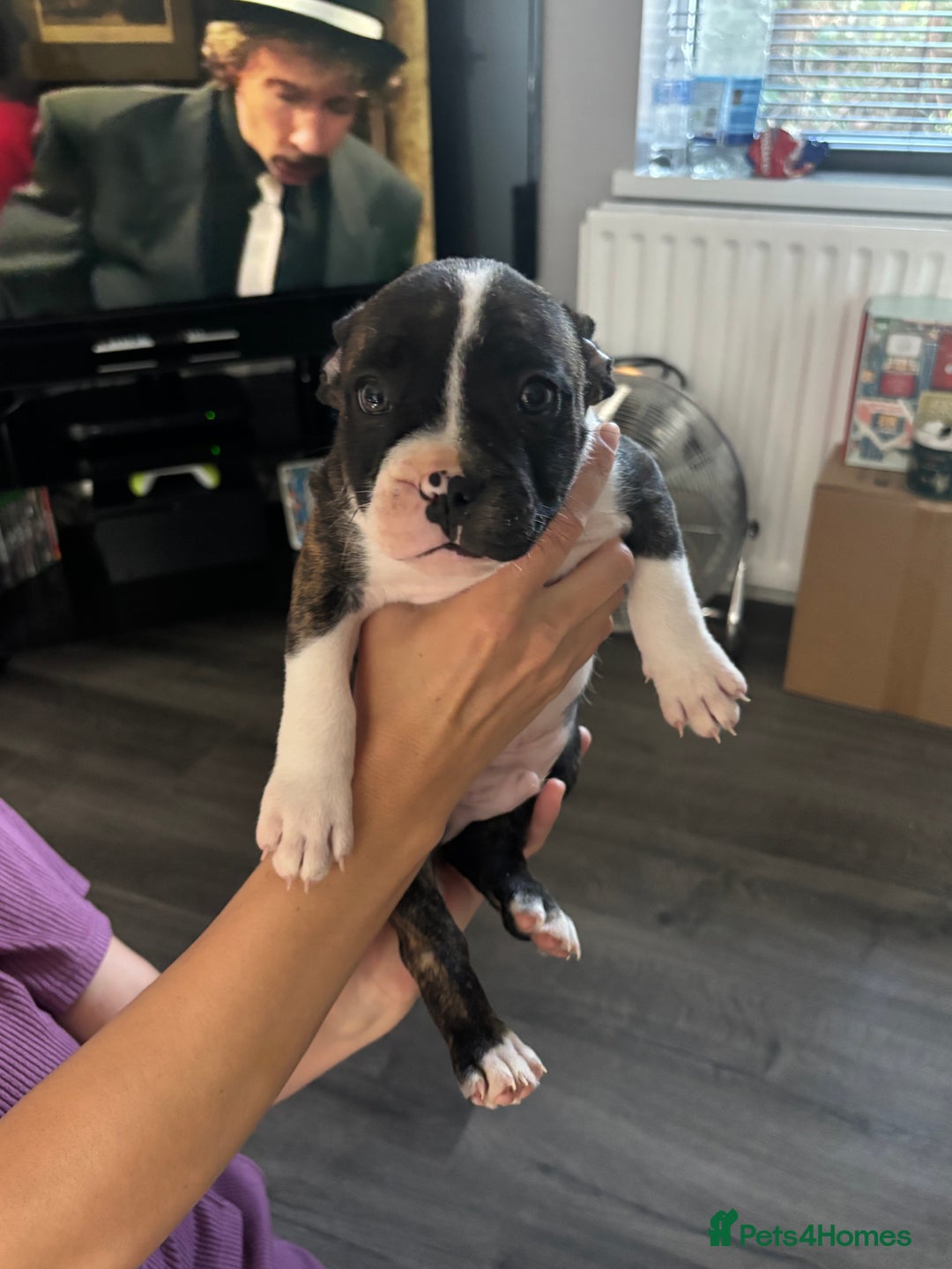 Mixed Breed dogs for sale: French bulldog x - Image 10