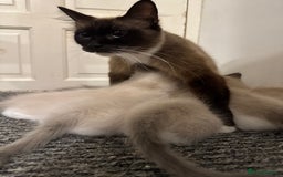 Ragdoll cats for sale: Ragdoll kittens for sale in Romford - Image 7