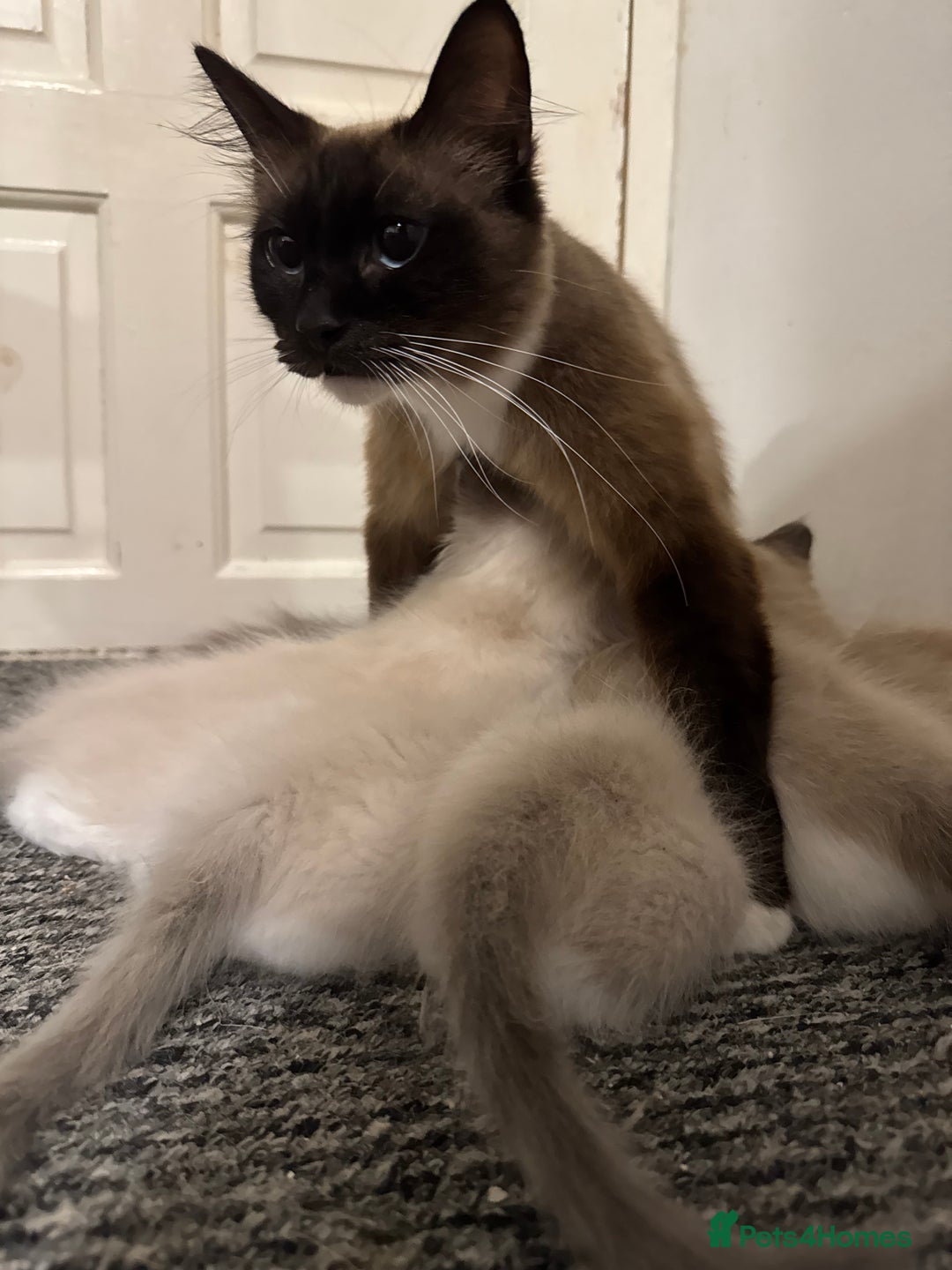 Ragdoll cats for sale: Ragdoll kittens for sale in Romford - Image 7