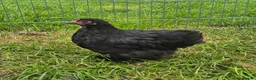 Chickens poultry for sale: Pekin bantam chicks in Carnforth - Advert 1