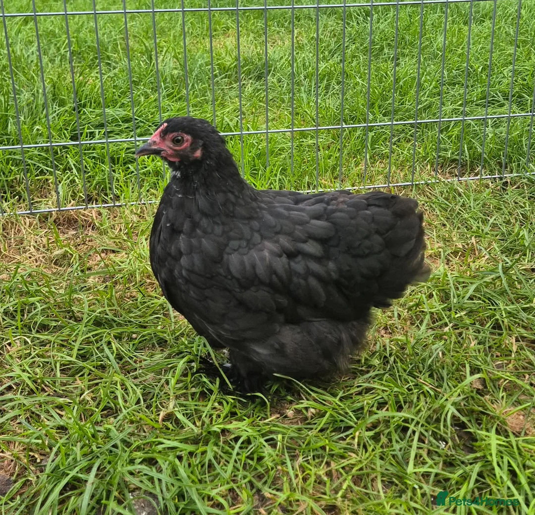 Chickens poultry for sale: Pekin bantam chicks in Carnforth - Advert 1