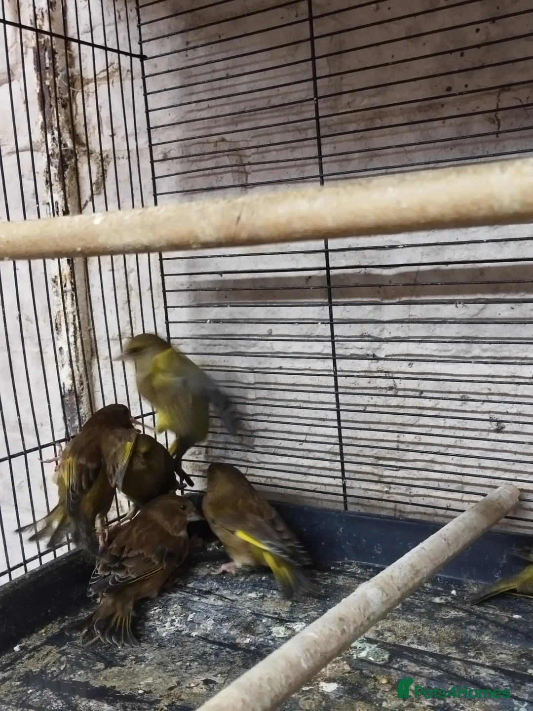 Canaries birds for sale: Canary's, green finch, silver, jarva sparrows  - Advert 18