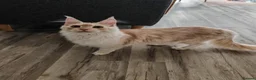 Maine Coon cats for sale: Full pedigree Maine Coon - Advert 3