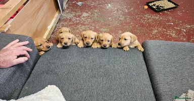 Labrador Retriever dogs - Advert 4