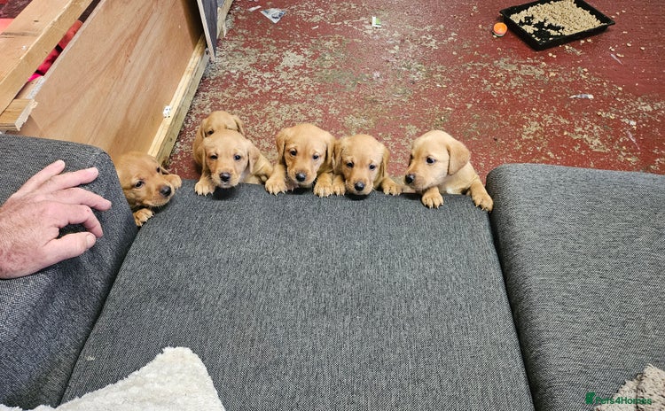 Labrador Retriever dogs - Advert 1
