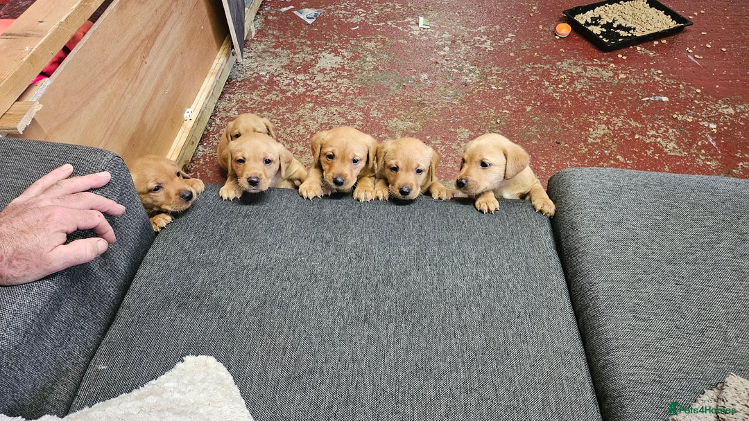 Labrador Retriever dogs for sale: Stunning fox red labrador puppies for sale - Image 1