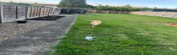 Mixed Breed dogs for sale: Labrador/terrier cross looking for home  in Letchworth Garden City - Advert 5