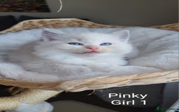 Ragdoll cats for sale: VERY BEAUTIFUL RAGDOLL KITTENS  - Image 2