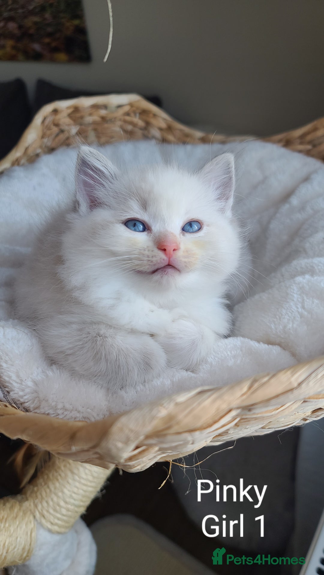 Ragdoll cats for sale: VERY BEAUTIFUL RAGDOLL KITTENS  - Image 2